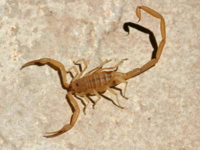 scorpion01istockbrooks